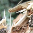 Последствия урагана в Ростове-на-Дону